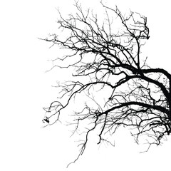 Obraz premium Silhouette of bare tree with branches isolated on white. Black and white vector illustration 