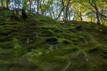 Fototapeta premium Green moss with tree in the mountains