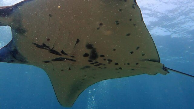 Komodo, Indonesia: Underwater footage of a manta ray shot in slow motion during a scuba dive in Manta point dive site in the Komodo park near Labuan Bajo in Flores