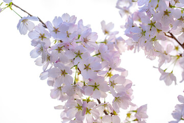 Branches of blossoming cherry on blue sky background. Spring photo of blossom spring nature. White flowers the fruit tree. Cherry blossoms white flowers against a blue sky.
