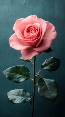 Solid Rose Canvas, vibrant uniform color, minimalist design, flat surface, high-resolution, no texture or pattern, rich simplicity