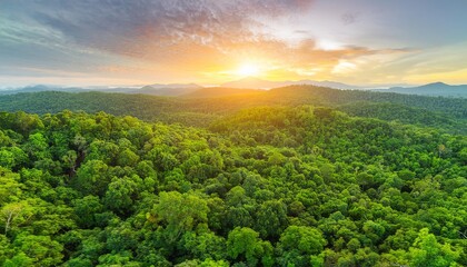 Fototapeta premium An aerial view of a dense, lush green forest with a sunset in the background.