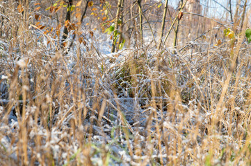 Autumn grass mixed with green stems covered with a layer of frost