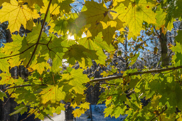 Yellow and green maple leaves through which the autumn sun shines