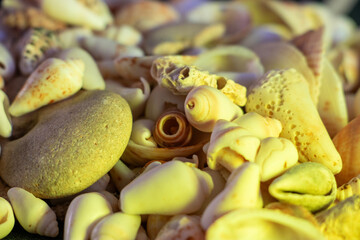 seashells on the beach
