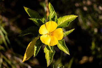 yellow flowers