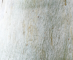Eucalyptus tree bark texture, Bark of eucalyptus tree, seamless texture, a eucalyptus tree bark texture background image