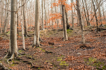 Obraz premium autumn forest in the morning