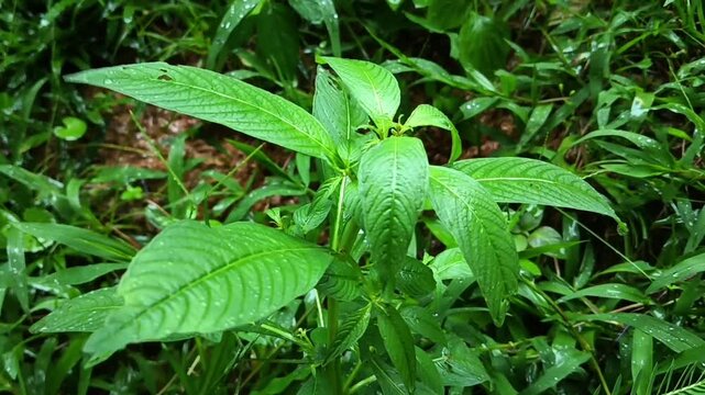 The green leaves of Jussiaea linifolia (also known as Fissendocarpa linifolia, Ludwigia linifolia, Ludwigia hyssopifolia) with a natural background. The video was taken while it was raining.