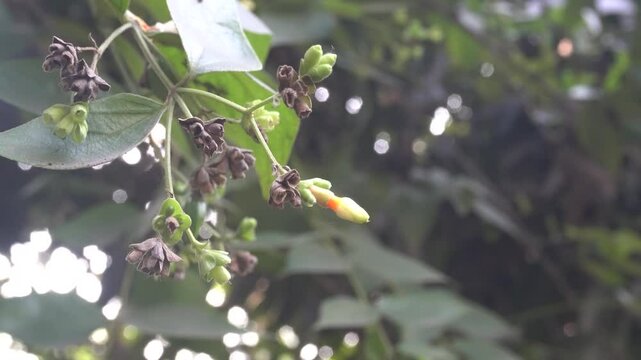 The delicate Parijat flower or Nyctathes arbortristis, with vibrant leaves and seeds, symbolizes beauty and spirituality, ideal for capturing nature elegance and cultural significance.