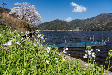 三方五湖・水月湖畔の桜