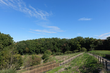 Obraz premium 町田薬師池公園, 四季彩の杜の展望広場 