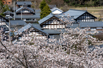 切妻屋根群と桜