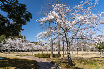 春の越前陶芸村・陶芸公園