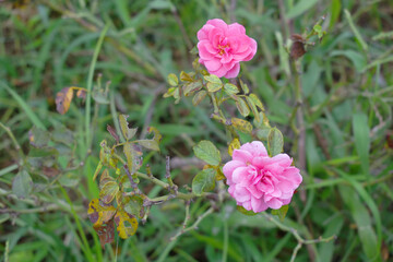 Beautiful pink rose flower closeup in garden, A very beautiful rose flower bloomed on the rose tree, Rose flower, bloom flowers, Natural spring flower,  Nature