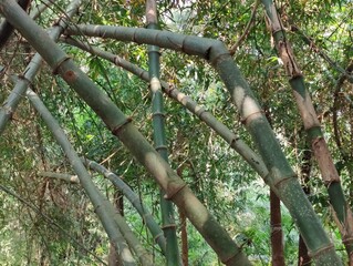 bamboo forest in the jungle.