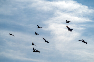 Obraz premium flock of pigeons against a blue sky