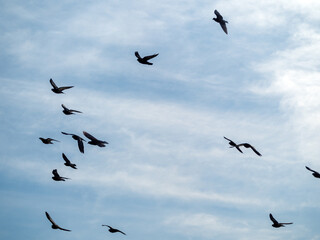 flock of pigeons