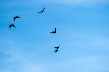 Obraz premium flight against sky