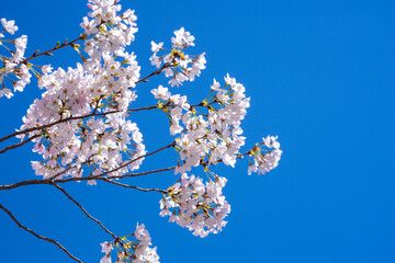 Spring day. Spring nature. Branches of blossoming cherry with soft focus on light blue sky background in sunlight. Beautiful floral image of spring nature. White flowers the fruit tree.