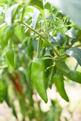 Obraz premium fresh green chili on plant closeup, chili plants in organic farming, Chilies closeup in field, Green chili plant in a farmer's field, Ripe green chili on a plant in Chakwal, Punjab, Pakistan