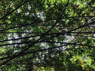 bamboo forest in the jungle.