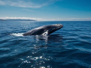 Humpback Whale Breaching in Blue Ocean with Mountains in the Background