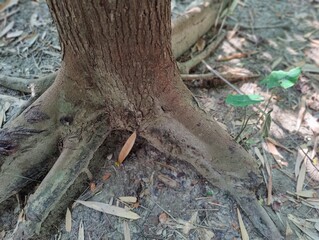 roots of the tree