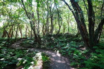 refreshing autumn forest and fine path in the gleaming sunlight