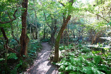 Obraz premium autumn path through mossy old trees and vines