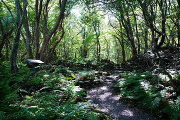 Fototapeta premium refreshing autumn forest and fine path in the gleaming sunlight