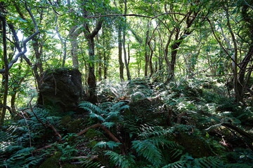 primeval forest with old trees and mossy rocks