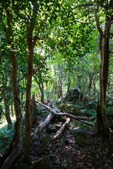 Obraz premium primeval forest with old trees and mossy rocks