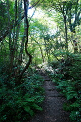 refreshing autumn forest and fine path in the gleaming sunlight
