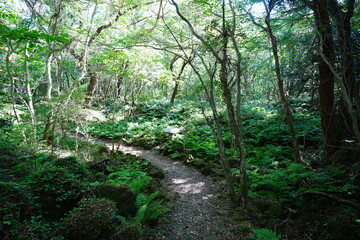 refreshing autumn forest and fine path in the gleaming sunlight
