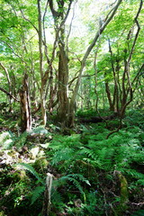 Obraz premium wild forest with old trees and ferns