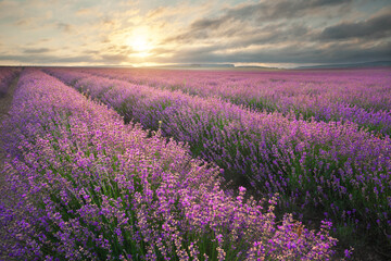 Fototapeta premium Meadow of lavender at sunrise.