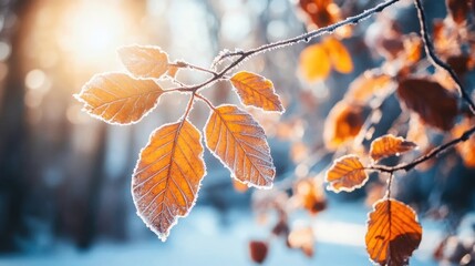 Close-up of frost-covered leaves on a branch, bathed in the warm glow of the morning sun.