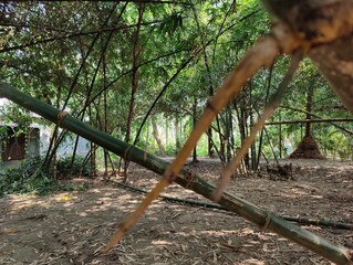 tree branches, nature flora