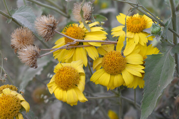 Golden Crownbeard (Also called Golden Crownbeard, Copen Daisy, golden crown beard) in the nature, Golden Crownbeard Flower closeup,Beautiful yellow flower closseup in nature Chakwal, Punjab, Pakistan