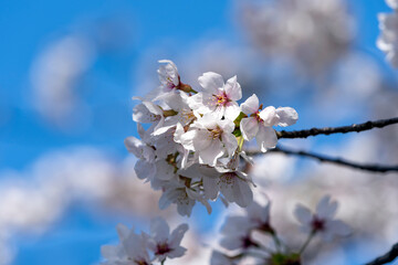 Obraz premium さくら名所100選・足羽川桜並木