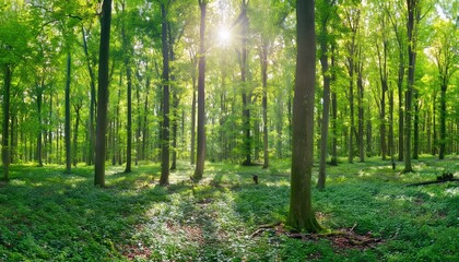 Obraz premium A breathtaking view of a forest bathed in warm sunlight. The tall trees create a canopy of green, casting dappled shadows on the forest floor.