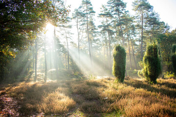 Sonnenstrahlen durchfluten Baumkronen. Spirituelles, märchenhaftes Foto aufgenommen in...