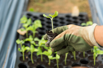 Show Plant the melon sapling before plant in the soil
