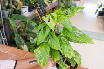 Cutting the monstera obliqua mayuna variegated for plant in the pot