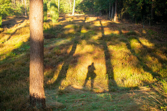 Schattenfigur zwischen dem Schatten zweier B&auml;ume mit Blick auf einr sonnige Wiese mit Heudekraut. Foto aufgenommen in Deutschland, NRW, Heiden