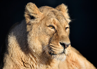 Obraz premium A close up of Asiatic Lion (Lioness) 