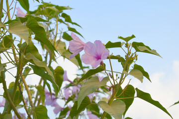 Ipomoea carnea, Ipomoea carnea, the pink morning glory is a species of morning glory that grows as a bush, A close view of Ipomoea carnea flower in nature, Chakwal, Punjab, Pakistan
