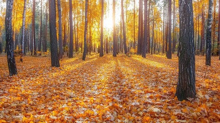 Obraz premium Autumn Forest with Fallen Leaves and Soft Sunlight