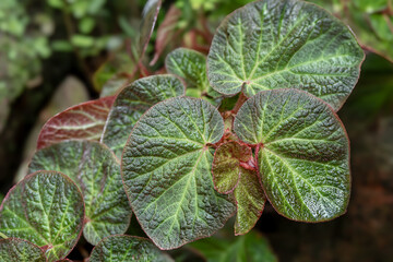 Begonia chloroneura plants are cared for in a special room in a forest park in the city of Bogor, Indonesia